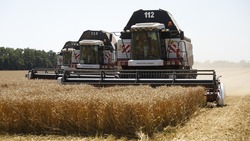 Около 1 млн тонн ставропольского зерна экспортируют в соседние страны